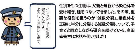 性別をもつ生物は、父親と母親から染色体を受け継ぎ、種をつないできました。その際、重要な役割を担うのが「減数分裂」。染色体を正確に半分に分裂する減数分裂について、子育てと両立しながら研究を続けている、高田幸先生にお話を伺いました！