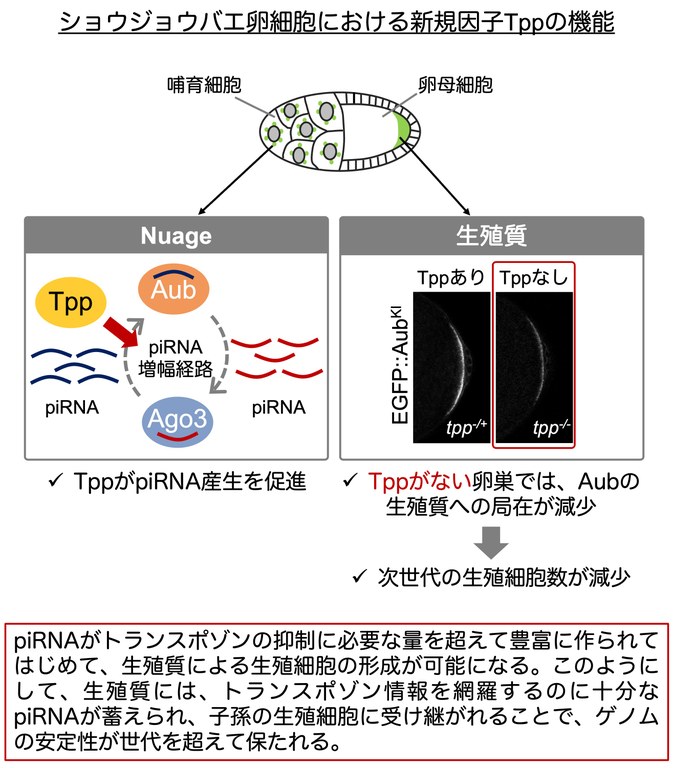生殖細胞形成とゲノム防御をつなぐ新たな仕組みを解明