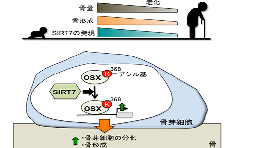 お知らせ[研究]